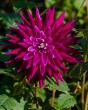 Dahlia Purple Gem5